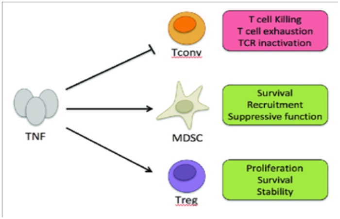 How the TNF works - The Role of Tumor Necrosis Factor In Cancer Progression