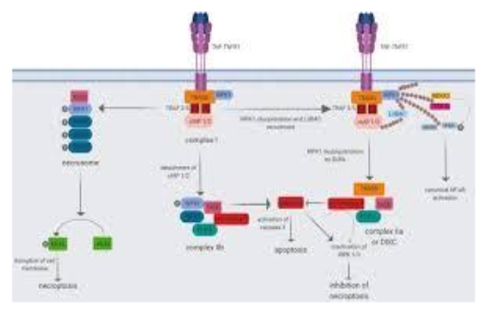 Role of TNF in cancer progression