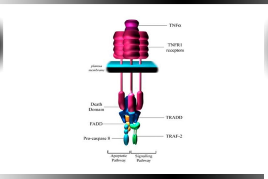 The Role of Tumor Necrosis Factor In Cancer Progression