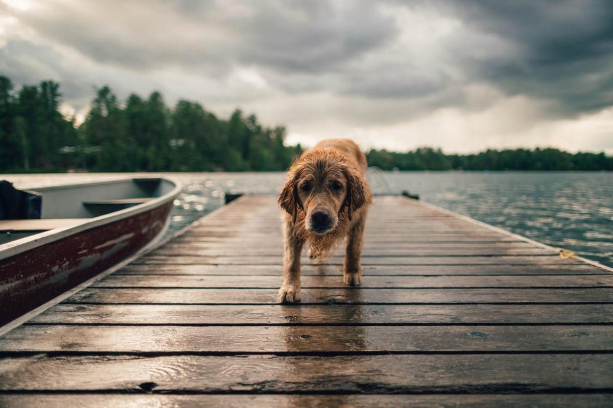  Why Should You Keep the CBD Dosage Right for Your Dog?