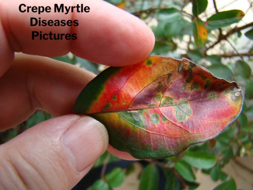 Crepe Myrtle Diseases Pictures