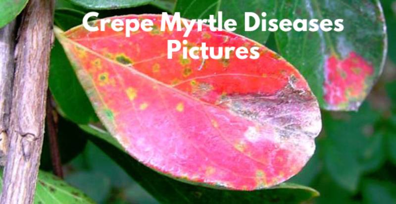Crepe Myrtle Diseases Pictures