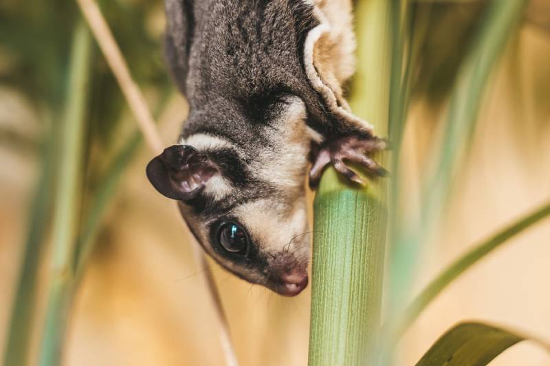 Do Opossums Carry Rabies_