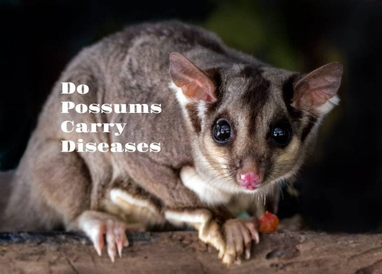 Do Possums Carry Diseases