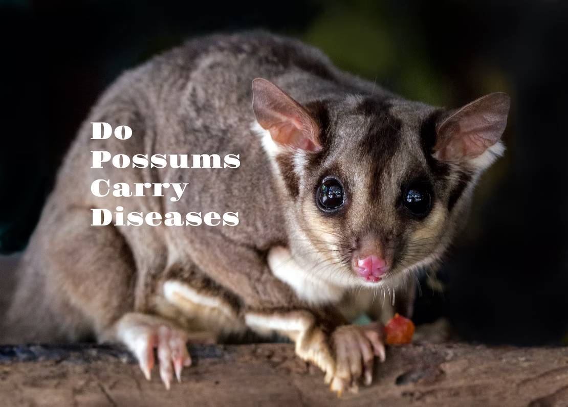  Do Possums Carry Diseases