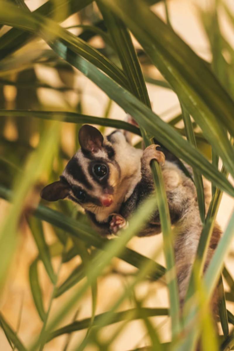 Do possums bite_