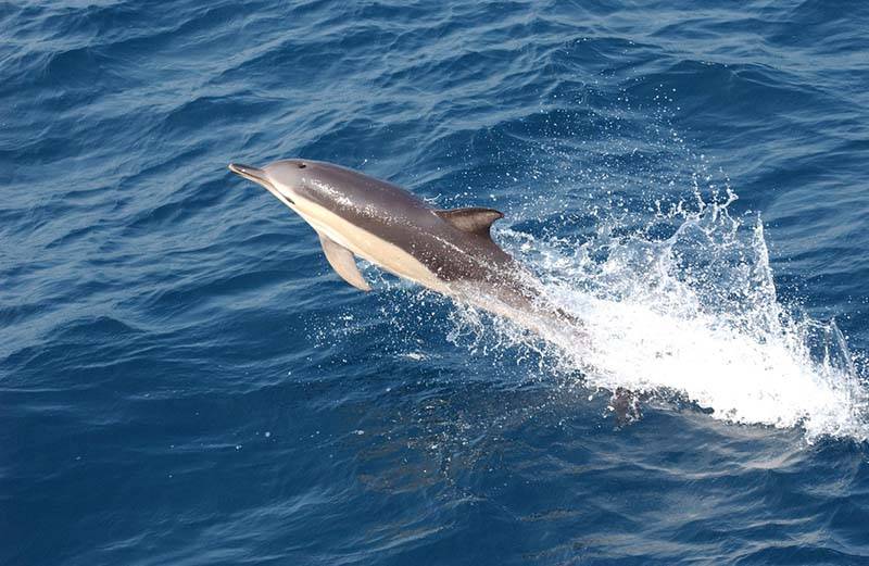 Dolphins Swim, So Fast It Hurts