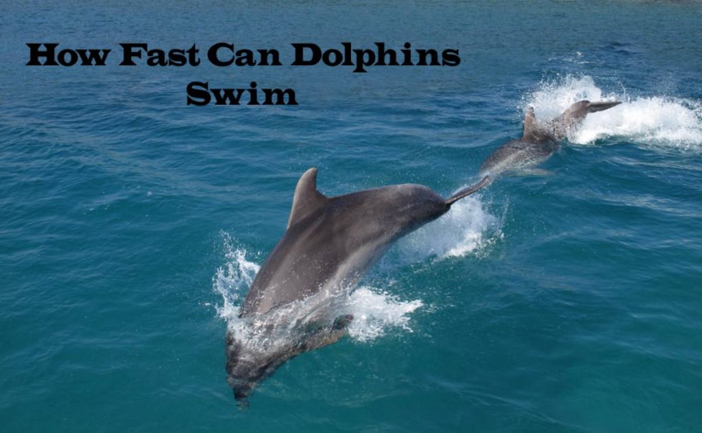 How Fast Can Dolphins Swim