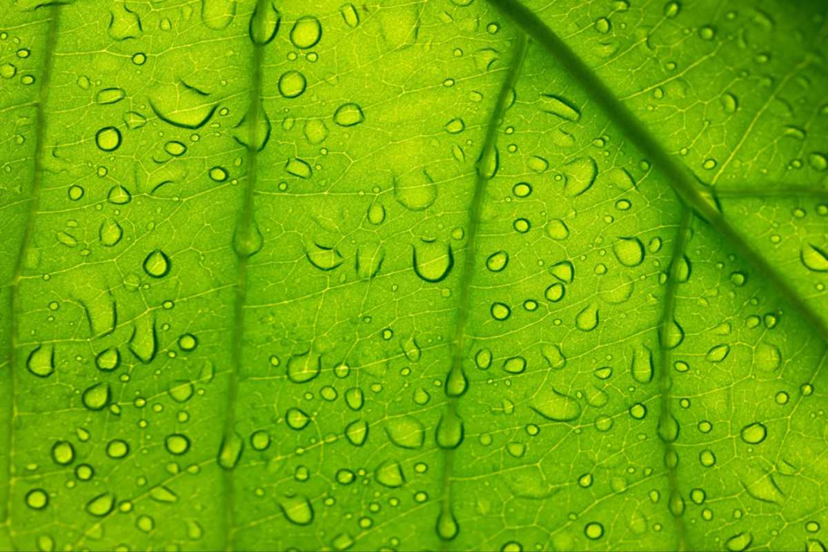8 Nutritional Benefits of Chlorophyll Supplements