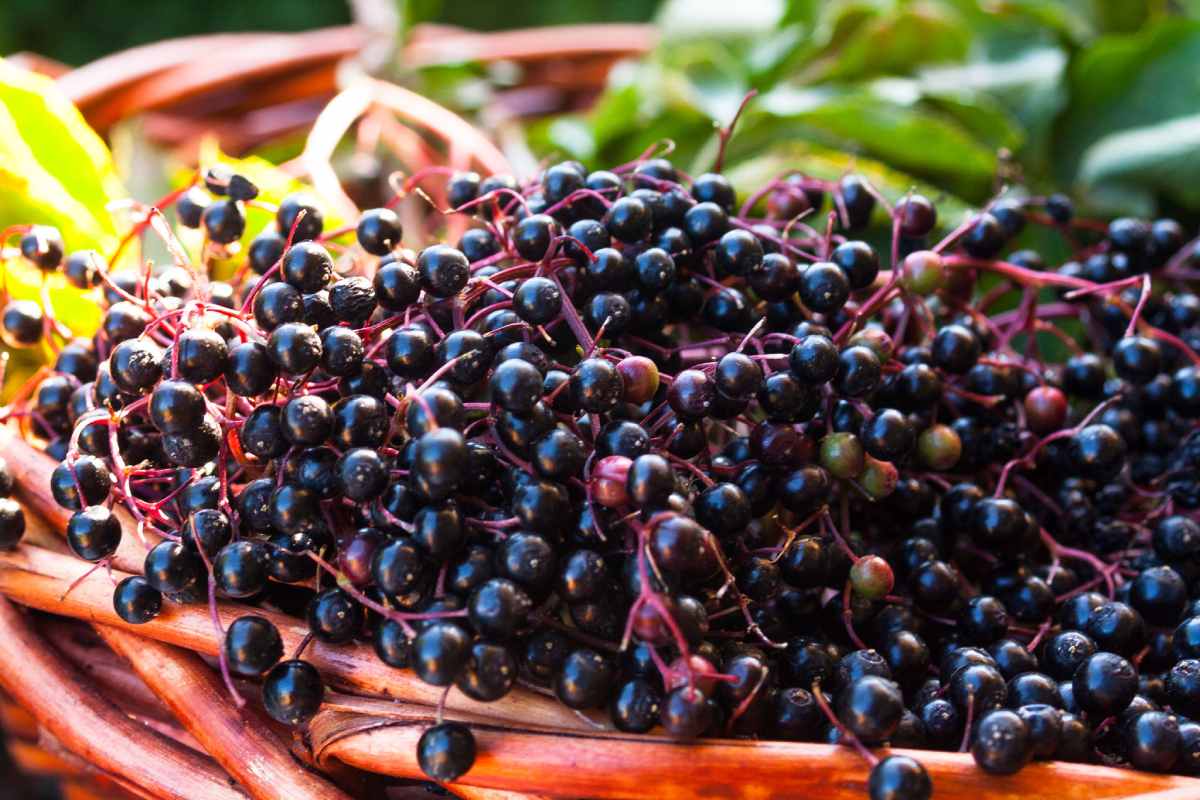 The Health Benefits of Elderberry: Is It Safe for All?