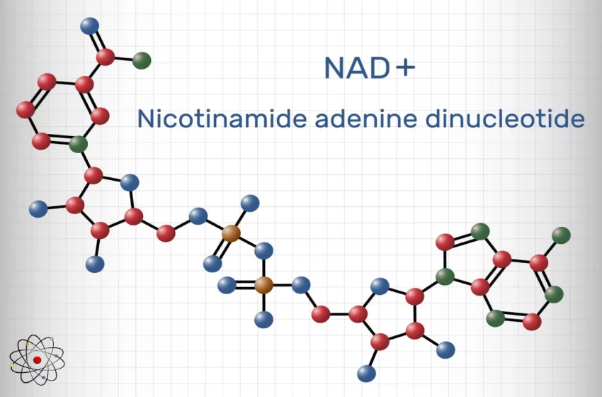  Everything You Need To Know About Nicotinamide Adenine Dinucleotide