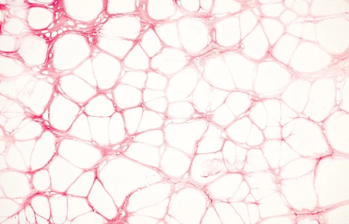 Understanding Nicotinamide Adenine Dinucleotide